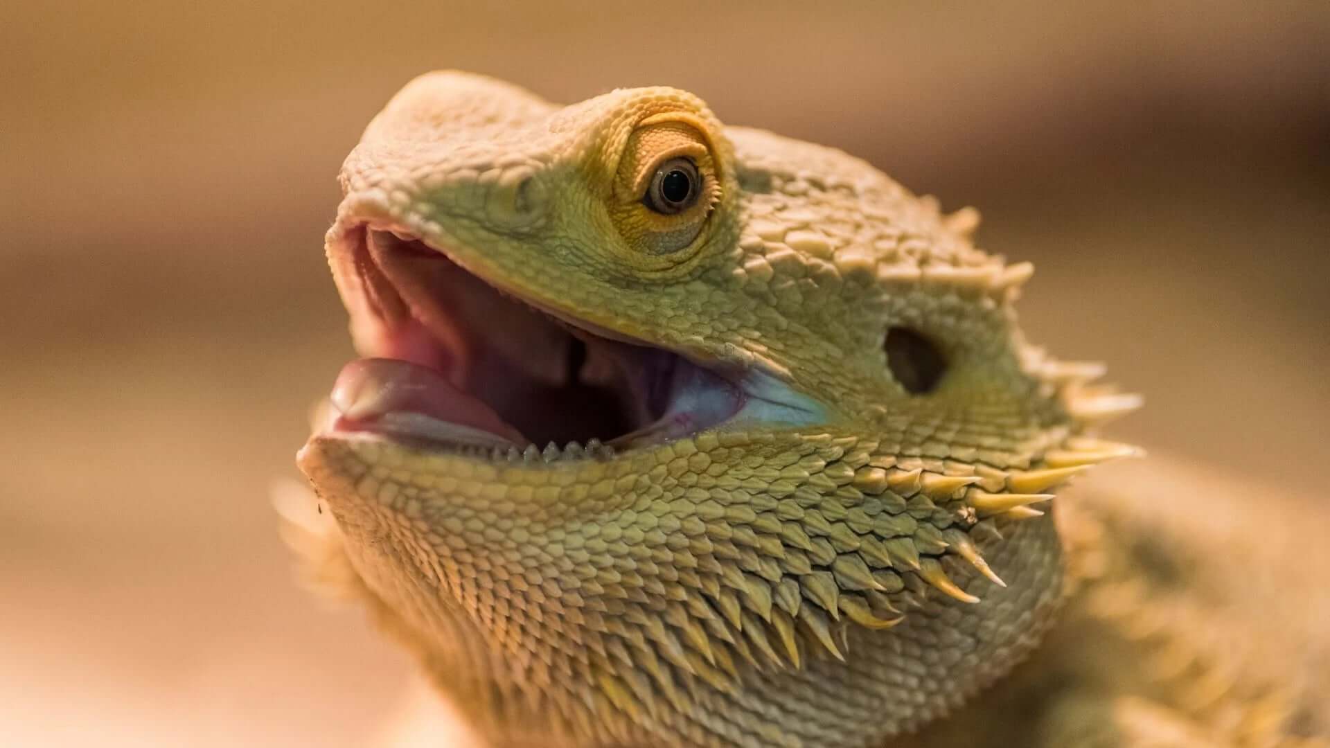 (Bearded Dragon) Reptiles cannot sweat - STOCKHOLM REPTILES INSIGHT