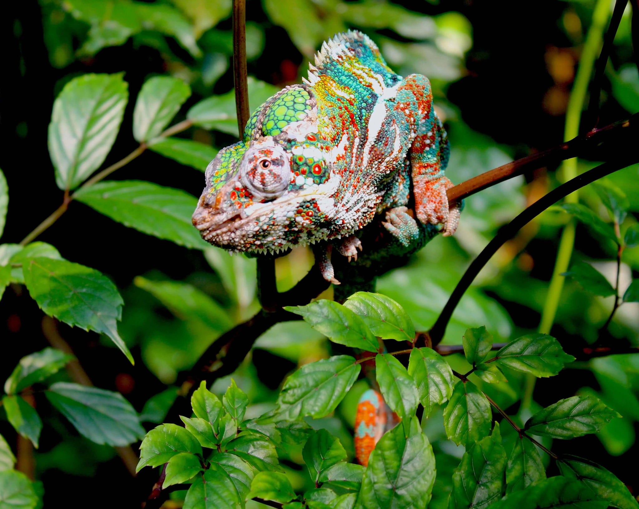 (Chameleon) The Anguish of Abundant and Mismatched Information - STOCKHOLM REPTILES INSIGHT