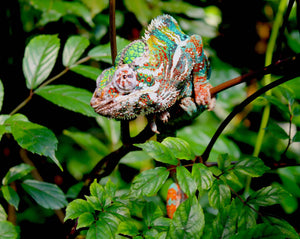 (Chameleon) The Anguish of Abundant and Mismatched Information - STOCKHOLM REPTILES INSIGHT