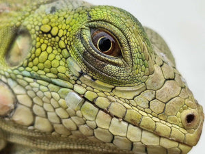 (Close up of the face of a thriving Iguana beautiful green colors) The important difference between surviving and thriving- STOCKHOLM REPTILES INSIGHT
