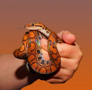 Reptile Keeping: Balancing the Hardships and Joys in a Climate-Controlled Haven