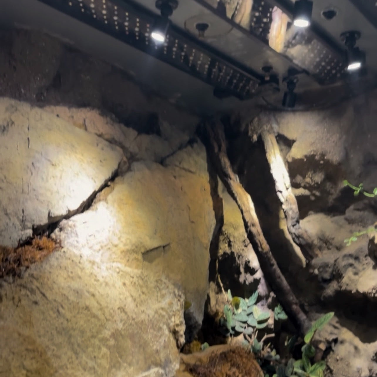 Installerade AKI USB Mini LED spotlights i terrarium, riktade för att framhäva djur och växtmiljö med tydligt, justerbart LED-ljus / Installed AKI USB Mini LED spotlights in terrarium, directed to highlight animals and plant environment with clear, adjustable LED light